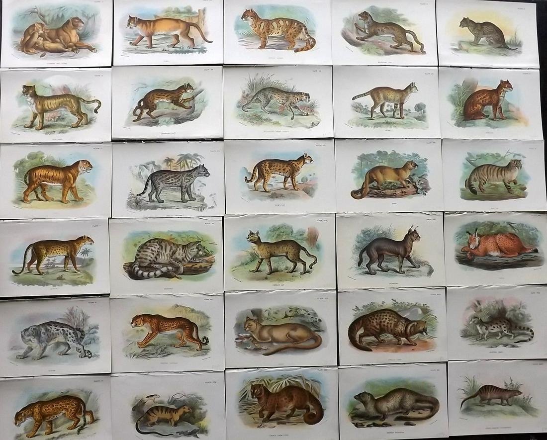 Lloyds's 1897 Lot of 30 Antique Prints. Big Cats (1 of 6)