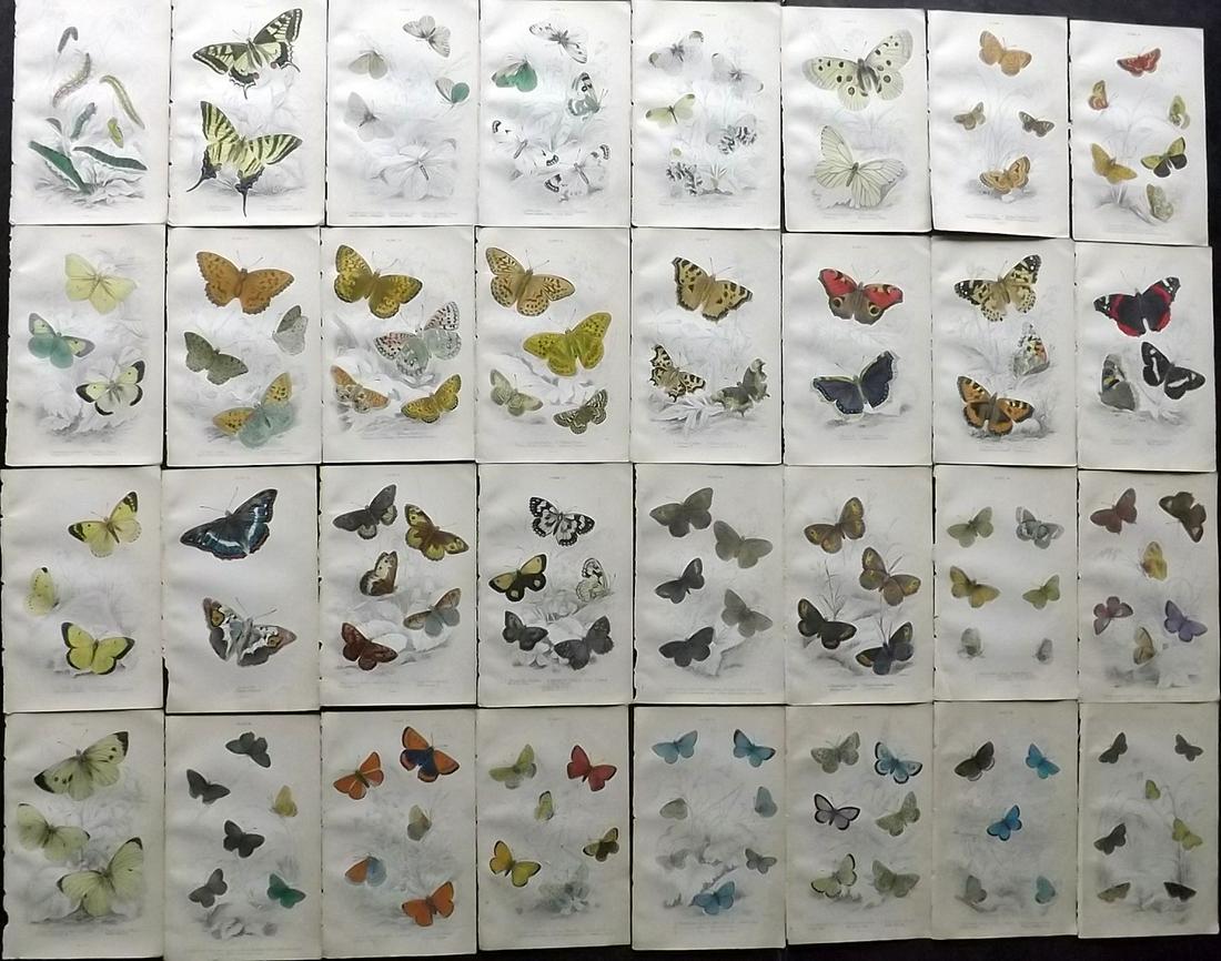 Jardine, William C1840 Lot of 32 HCol Butterfly Prints (1 of 5)