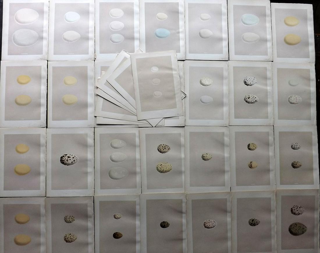 Morris, Francis 1879 Lot of 35 Bird Egg Prints (1 of 6)