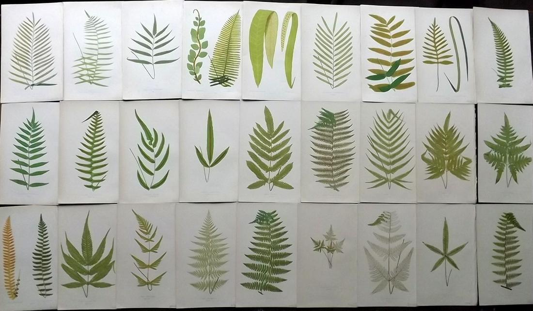 Lowe, Edward 1862 Lot of 27 Antique Fern Prints (1 of 9)