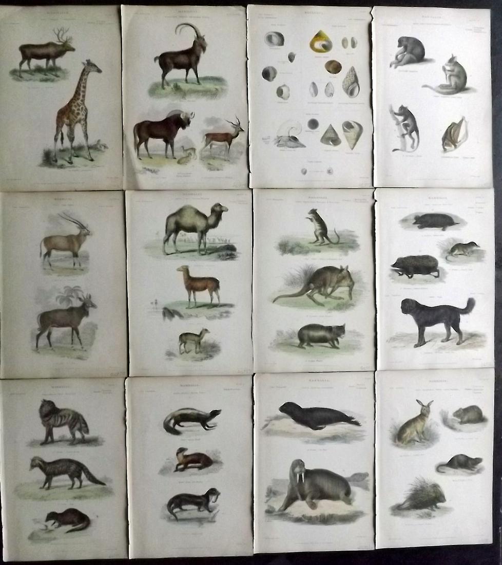 Richardson, John 1862 Lot 12 HC Natural History Prints: Hand Colored Steel Engravings/Etchings Published 1859-62 by William Mackenzie, Edinburgh & London for "The Museum of Natural History" by John Richardson. Paper Size: 10.5 x 7 inch (27 x 18cm) Good Con