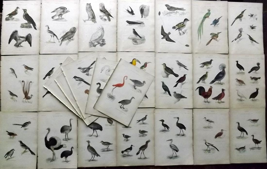 Richardson, John 1862 Lot of 26 Hand Col Bird Prints (1 of 8)