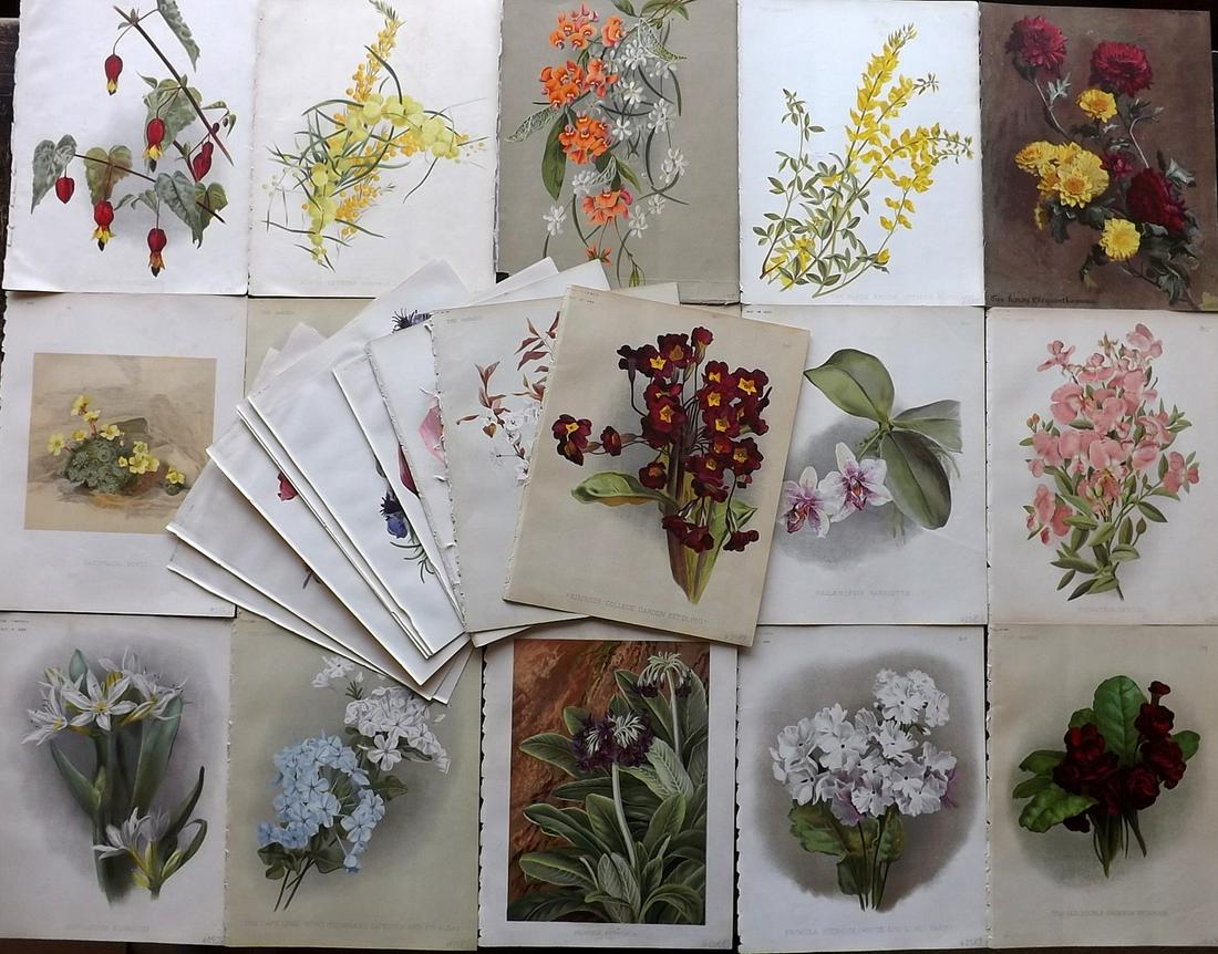 The Garden C1890 Lot of 30 Botanical Prints (1 of 7)