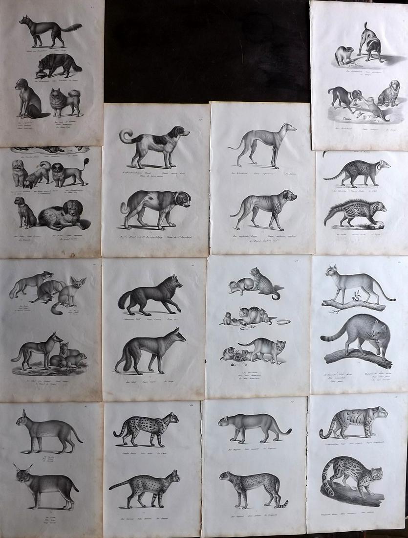 Schinz & Brodtmann 1827 Lot of 14 Folio Prints. Cats: Folio Lithographs Published Zurich 1827 for "Naturhistorische Abbildungen der Saeugethiere" by Heinrich Rudolph Schinz. Lithographed by Karl Joseph Brodtmann. Paper Size: 13 x 9.5 inch (33 x 24cm) Som
