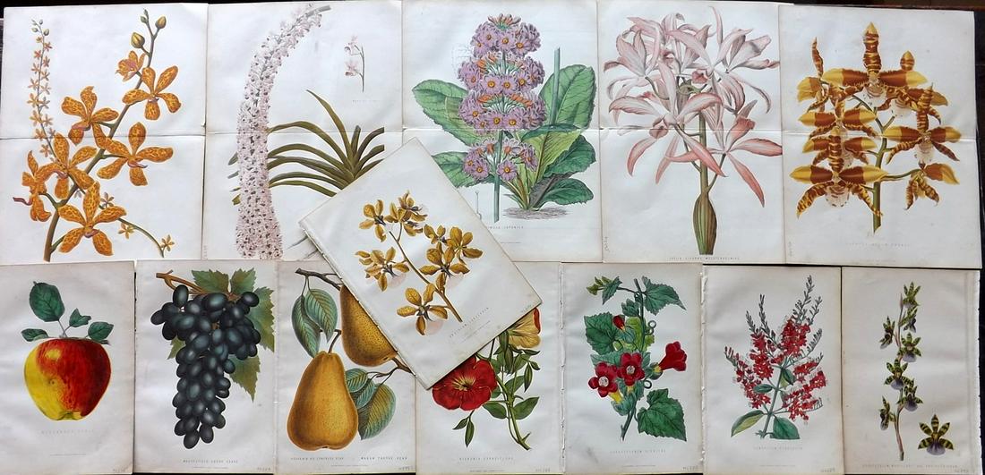 Anderson, James 1874 Lot of 13 Botanical & Fruit Prints (1 of 8)