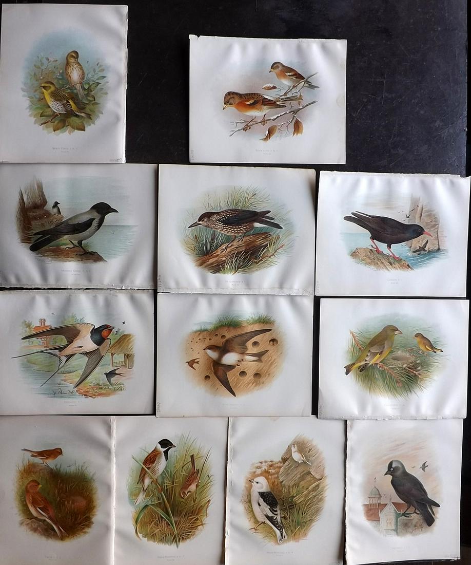 Butler, Arthur 1908 Lot of 12 Antique Bird Prints (1 of 6)
