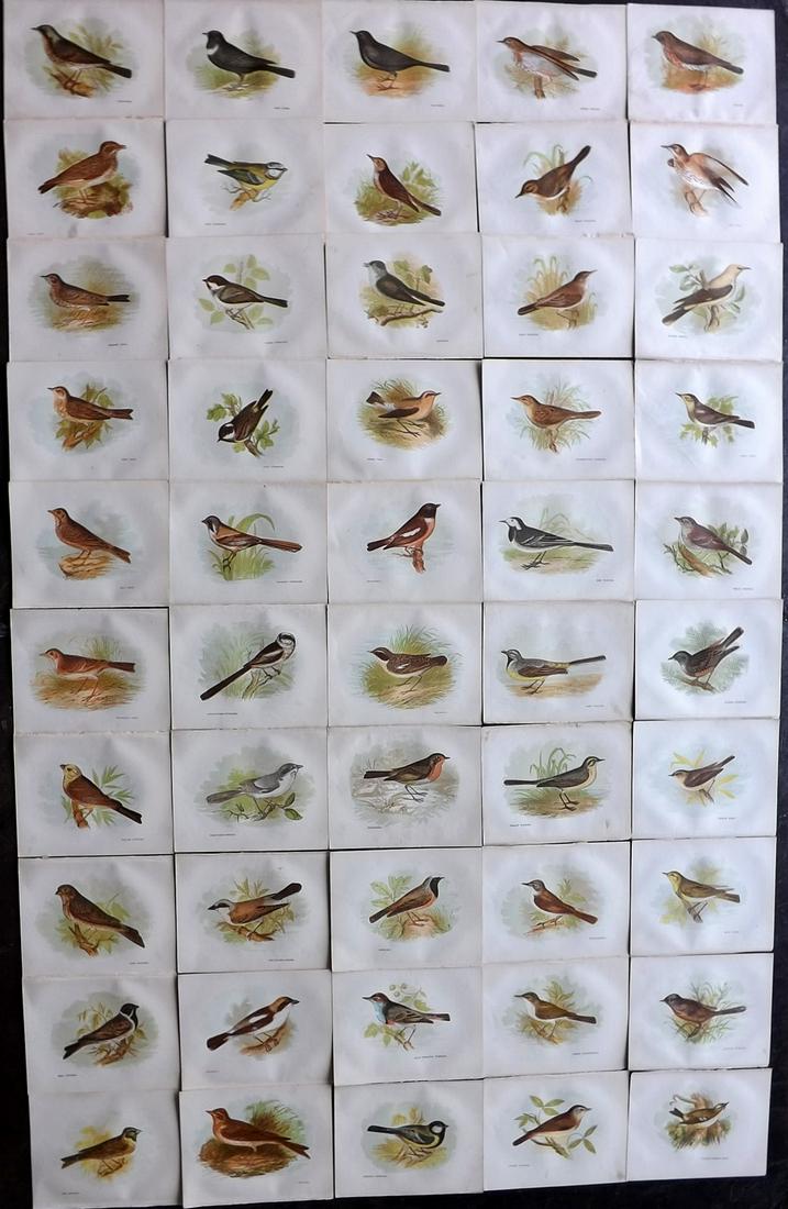 Pratt, Anne 1894 Lot of 50 Antique Bird Prints (1 of 11)