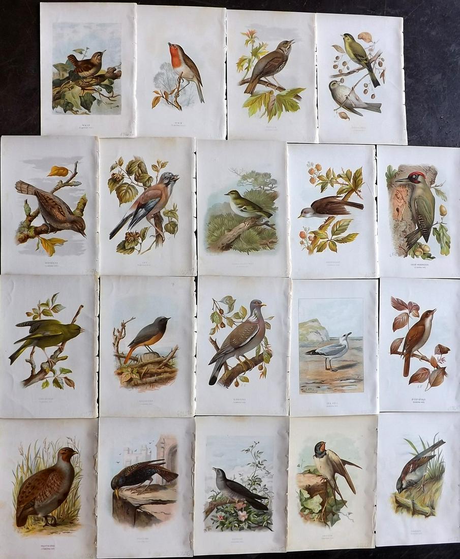 Swaysland, Walter 1883 Lot of 19 Antique Bird Prints (1 of 7)