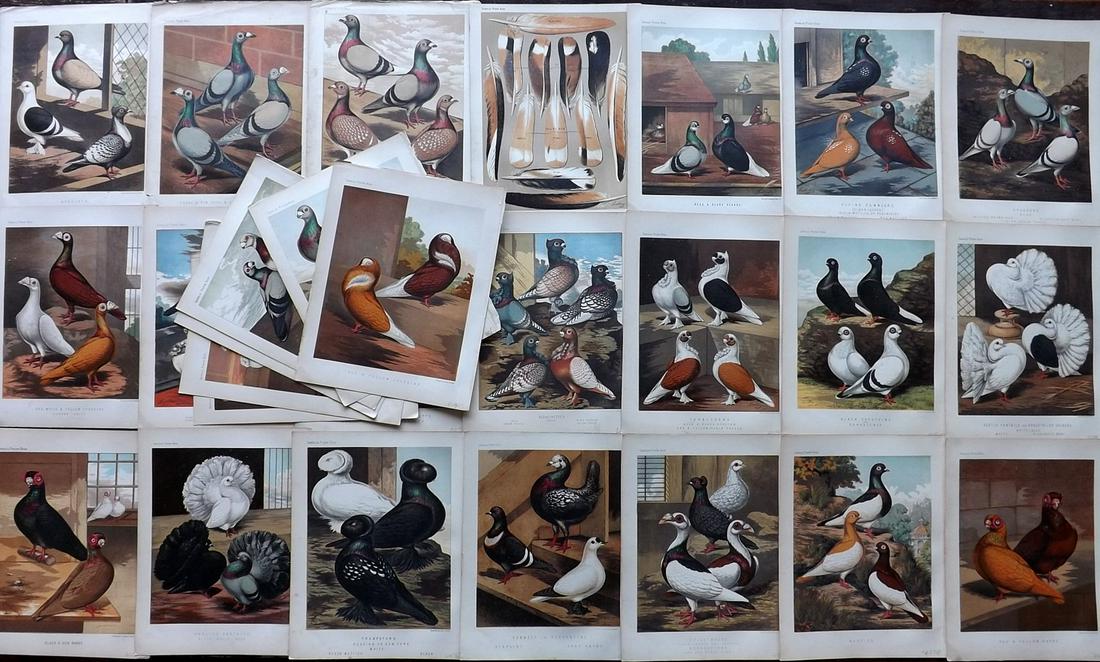 Fulton, Robert 1878 Lot of 27 Bird Prints. Pigeons: Chromolithographs Published 1876-78 by Cassell & Company, London for "The Illustrated Book of Pigeons" by Robert Fulton. Illustrated by J. W. Ludlow. Paper Size: 10.5 x 8 inch (27 x 21cm) Good Conditi