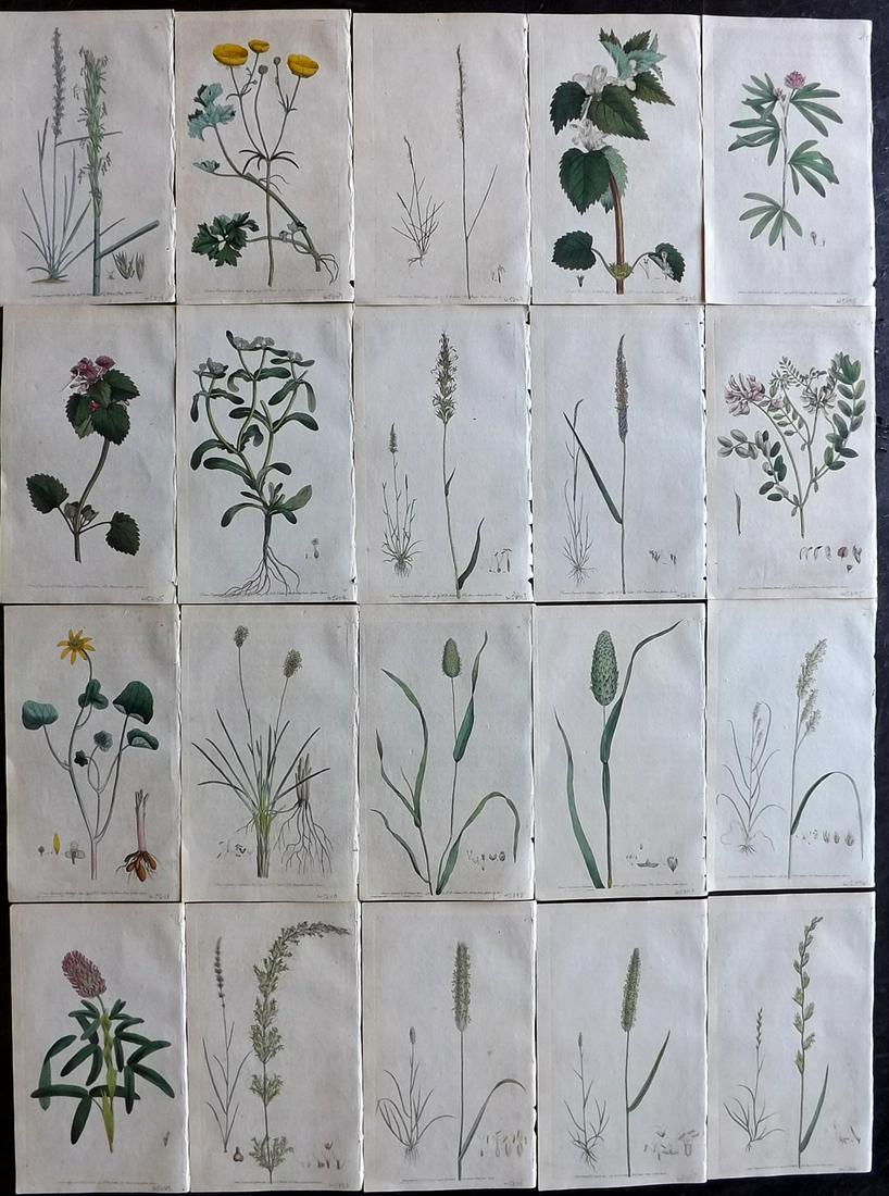 Martyn, Thomas 1792 Lot of 20 Hand Col Botanical Prints (1 of 7)
