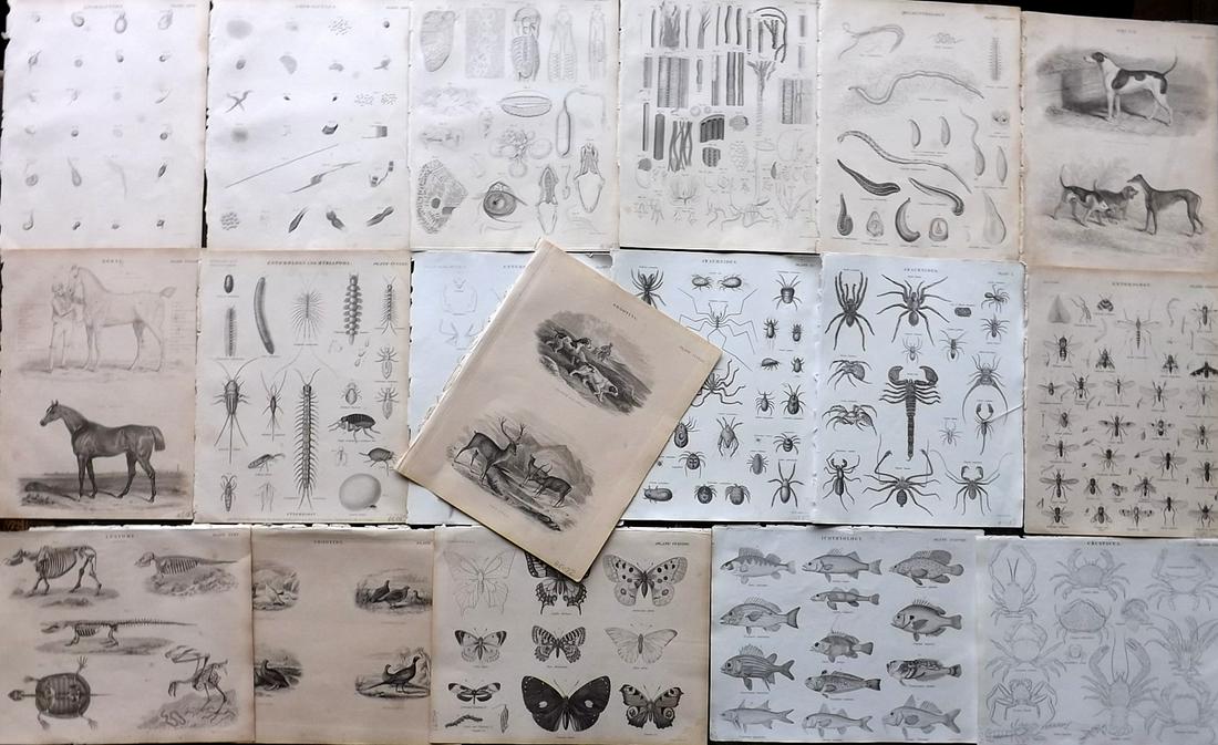 Encyclo. Britannica C1830 Lot 18 Natural History Prints (1 of 9)