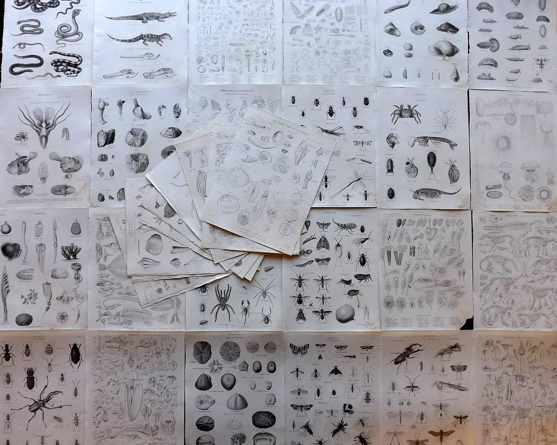 Encyclo. Metrop. C1830 Lot of 34 Natural History Prints (1 of 10)