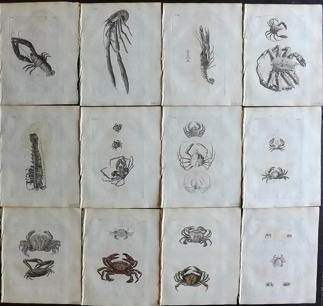 Pennant, Thomas 1776 Lot of 12 Crab & Lobster Prints: Copper Plates Published 1776-77, London for "British Zoology" Large Paper Edition by Thomas Pennant. Paper Size: 9 x 7.5 inch (23 x 19cm) Minor background toning/offsetting. Two of the plates have par