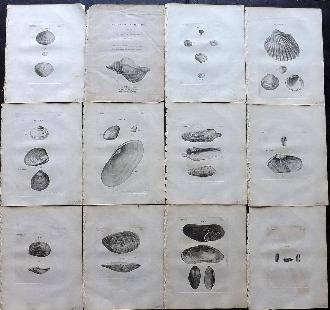 Pennant, Thomas 1776 Lot of 12 Antique Shell Prints (1 of 6)