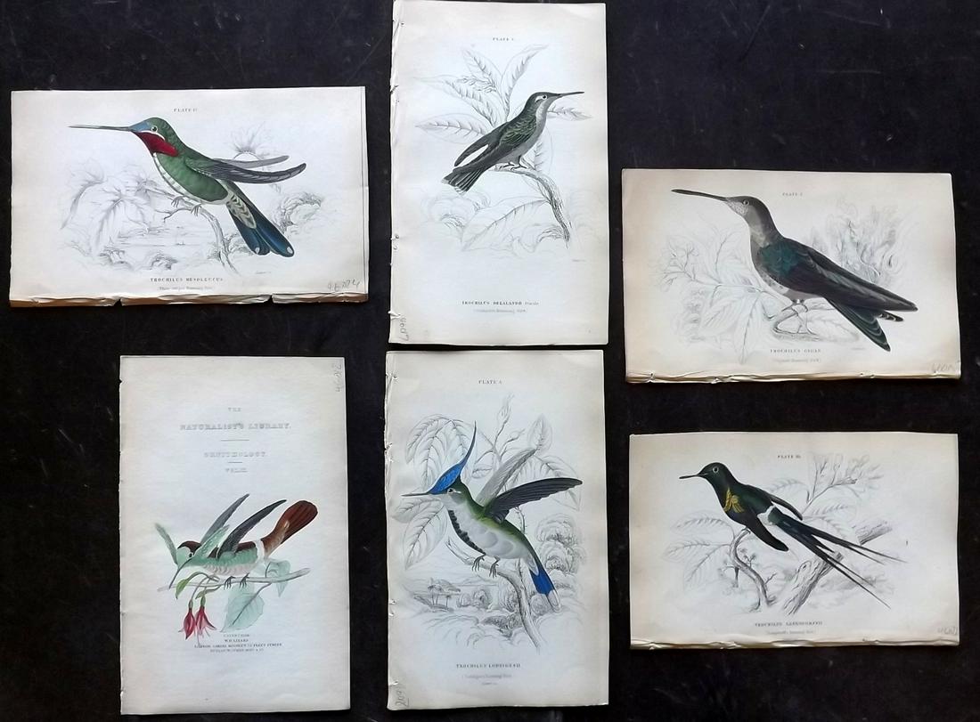 Jardine, William C1840 Lot of 6 HC Prints. Hummingbirds (1 of 2)