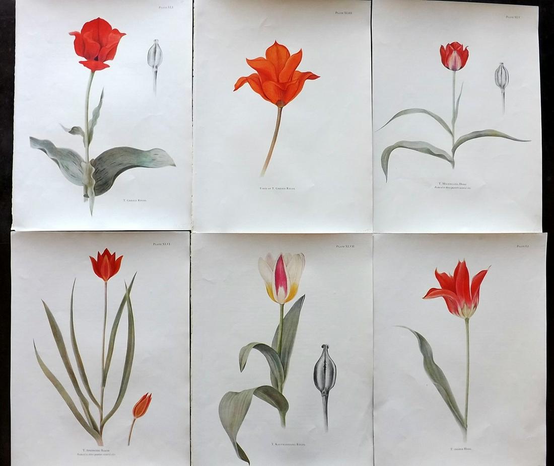 Dykes, William 1930 Lot of 6 Folio Tulip Prints (1 of 2)
