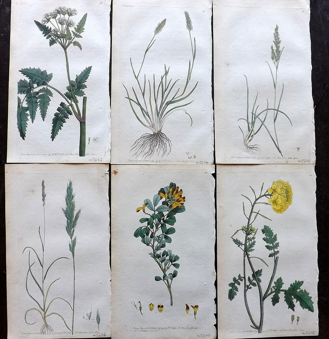Martyn, Thomas 1792 Lot of 6 Hand Col Botanical Prints (1 of 2)