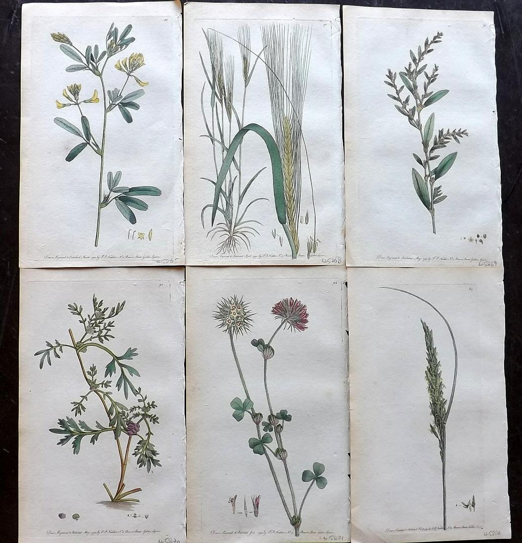 Martyn, Thomas 1792 Lot of 6 Hand Col Botanical Prints (1 of 2)