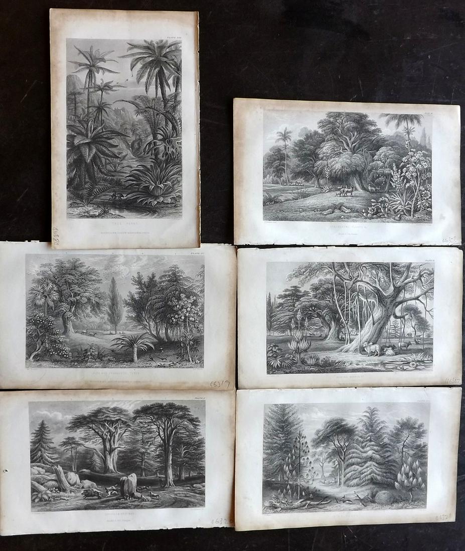 Rhind, William 1857 Lot of 6 Botanical Prints (1 of 2)