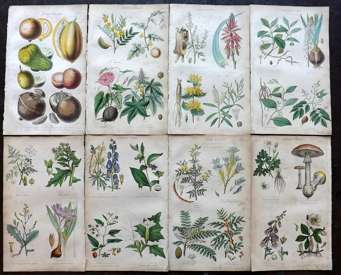 Rhind, William 1857 Lot of 8 Hand Col Botanical Prints (1 of 2)