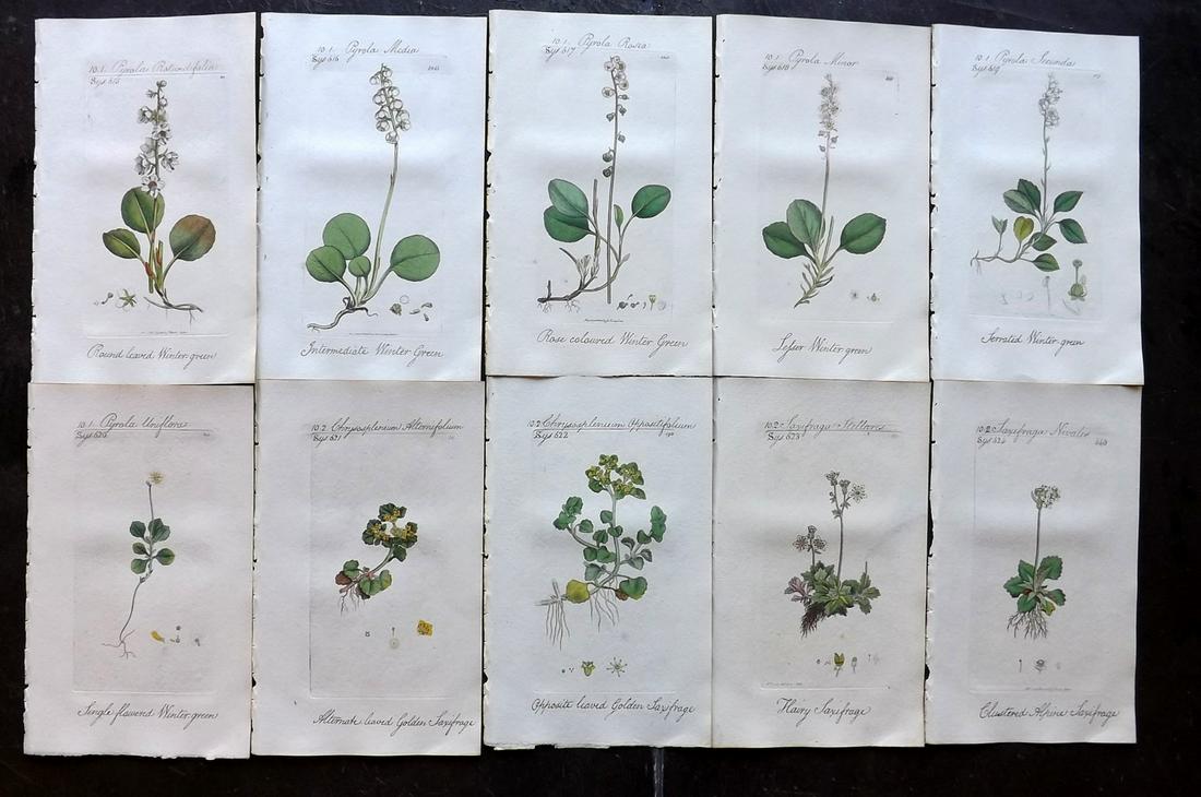 Sowerby, James C1800 Lot of 10 HC Flowering Plants (1 of 2)