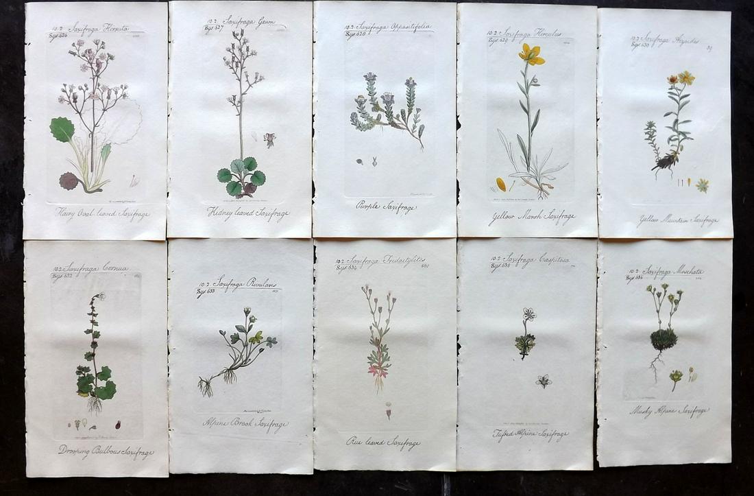 Sowerby, James C1800 Lot of 10 HC Flowering Plants (1 of 2)