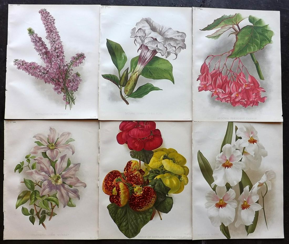 The Garden C1890 Lot of 6 Botanical Prints: Chromolithographs Published 1872-1927, London for "The Garden. An Illustrated Weekly Journal of Horticulture in all its Branches" Edited by William Robinson and others. Paper Size: 11.5 x 9 inch (29 x