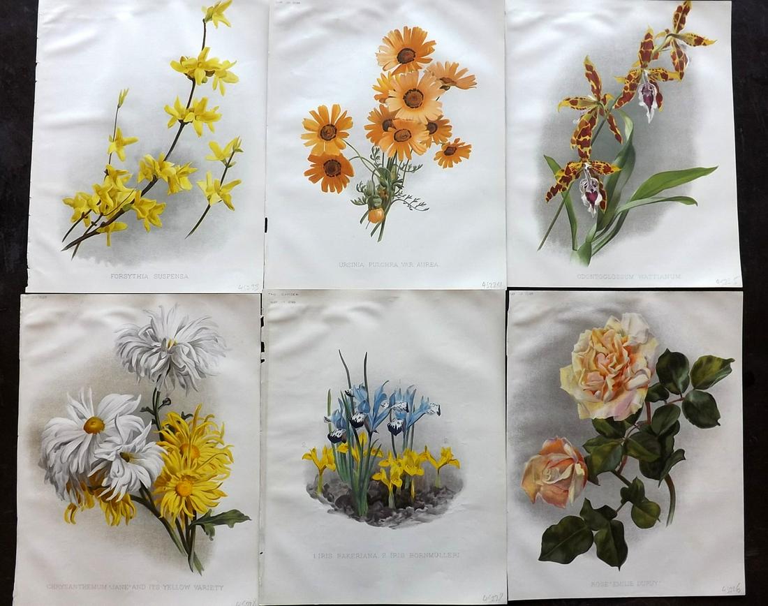 The Garden C1890 Lot of 6 Botanical Prints: Chromolithographs Published 1872-1927, London for "The Garden. An Illustrated Weekly Journal of Horticulture in all its Branches" Edited by William Robinson and others. Paper Size: 11.5 x 9 inch (29 x
