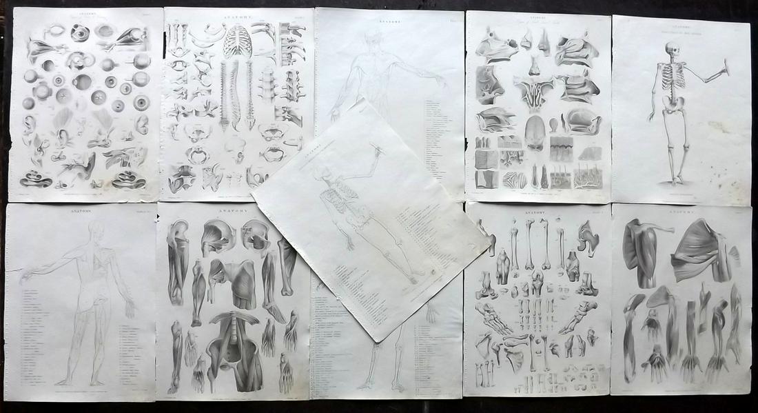 Encyclo. Metropolitana C1830 Lot of 11 Anatomy Prints (1 of 2)