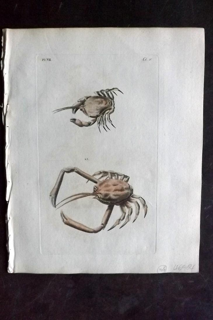 Pennant, Thomas 1776 Hand Colored Crab Print: Hand Colored Coppe Plates Published 1776-77, London for "British Zoology" Large Paper Edition by Thomas Pennant. Paper Size: 9 x 7.5 inch (23 x 19cm) Minor background toning/offsetting, otherwise fine