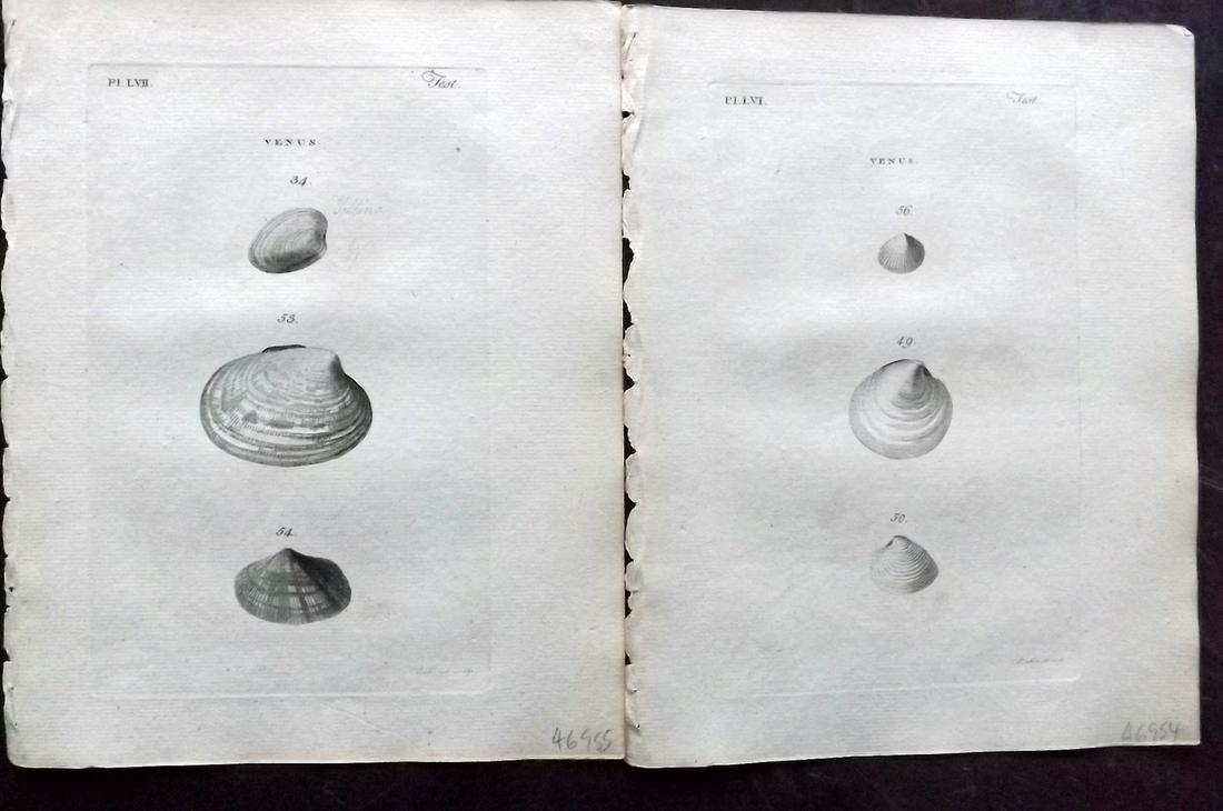 Pennant, Thomas 1776 Pair of Shell Prints (1 of 2)