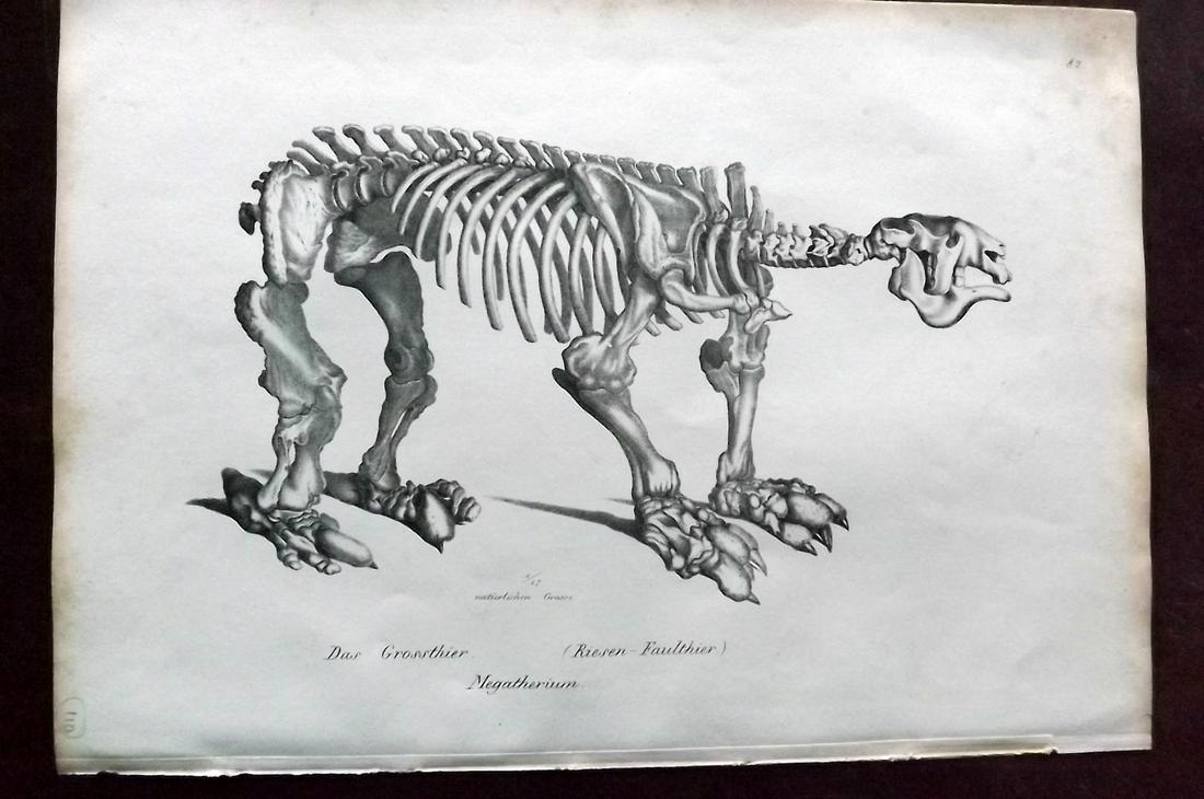 Schinz & Brodtmann 1827 Folio Print. Megatherium: Folio Lithograph Published Zurich 1827 for "Naturhistorische Abbildungen der Saeugethiere" by Heinrich Rudolph Schinz. Lithographed by Karl Joseph Brodtmann. Paper Size: 13 x 9.5 inch (33 x 24cm) Mino
