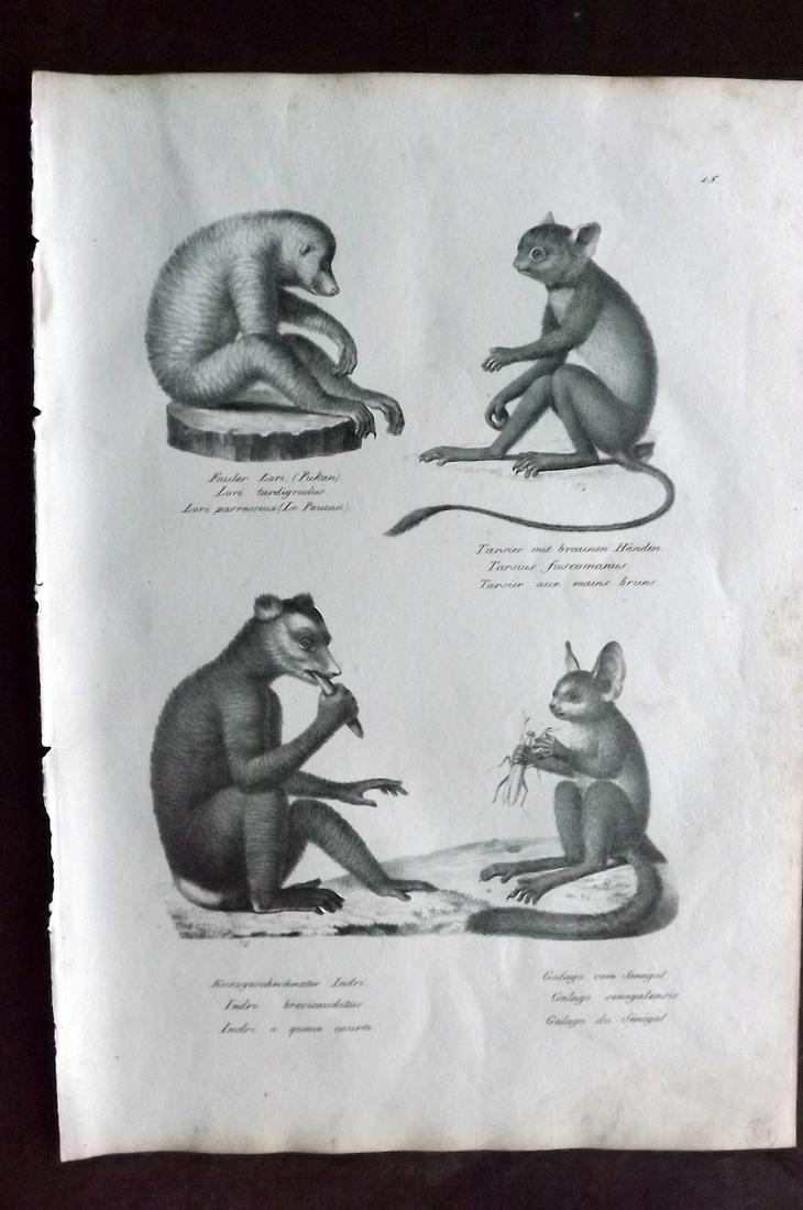 Schinz & Brodtmann 1827 Folio Print. Primates 15: Folio Lithograph Published Zurich 1827 for "Naturhistorische Abbildungen der Saeugethiere" by Heinrich Rudolph Schinz. Lithographed by Karl Joseph Brodtmann. Paper Size: 13 x 9.5 inch (33 x 24cm) Very