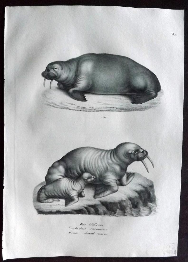 Schinz & Brodtmann 1827 Folio Print. Walrus 65: Folio Lithograph Published Zurich 1827 for "Naturhistorische Abbildungen der Saeugethiere" by Heinrich Rudolph Schinz. Lithographed by Karl Joseph Brodtmann. Paper Size: 13 x 9.5 inch (33 x 24cm) Good