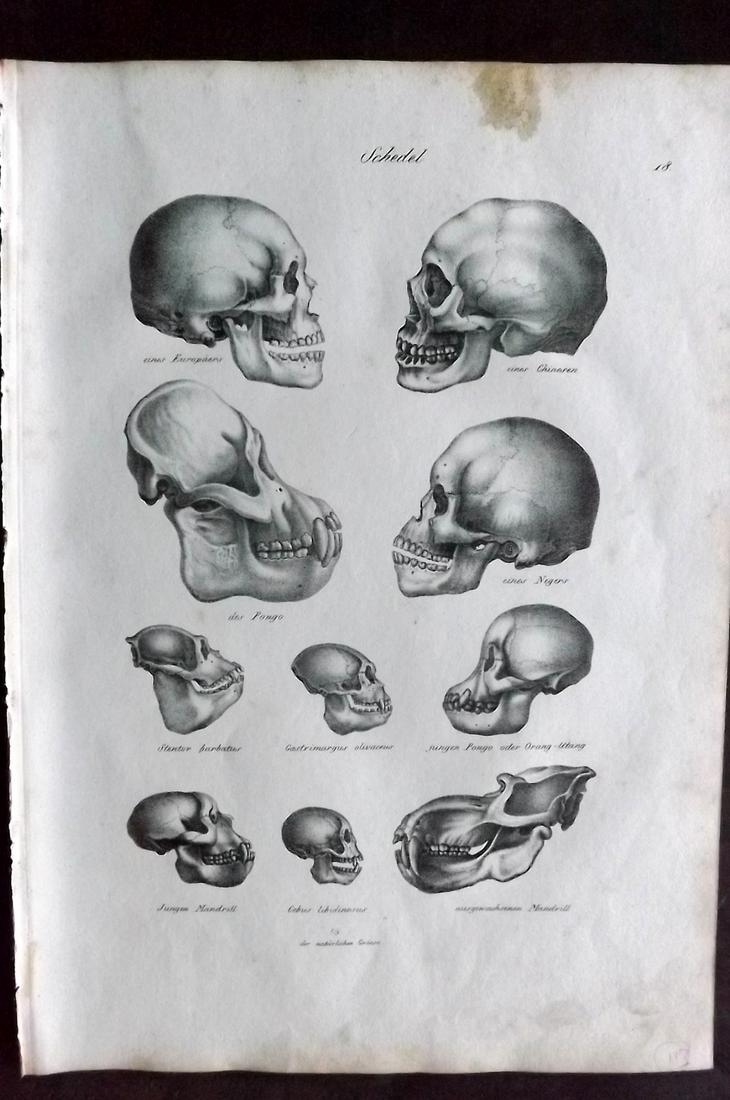 Schinz & Brodtmann 1827 Human & Primate Skulls Anatomy (1 of 2)