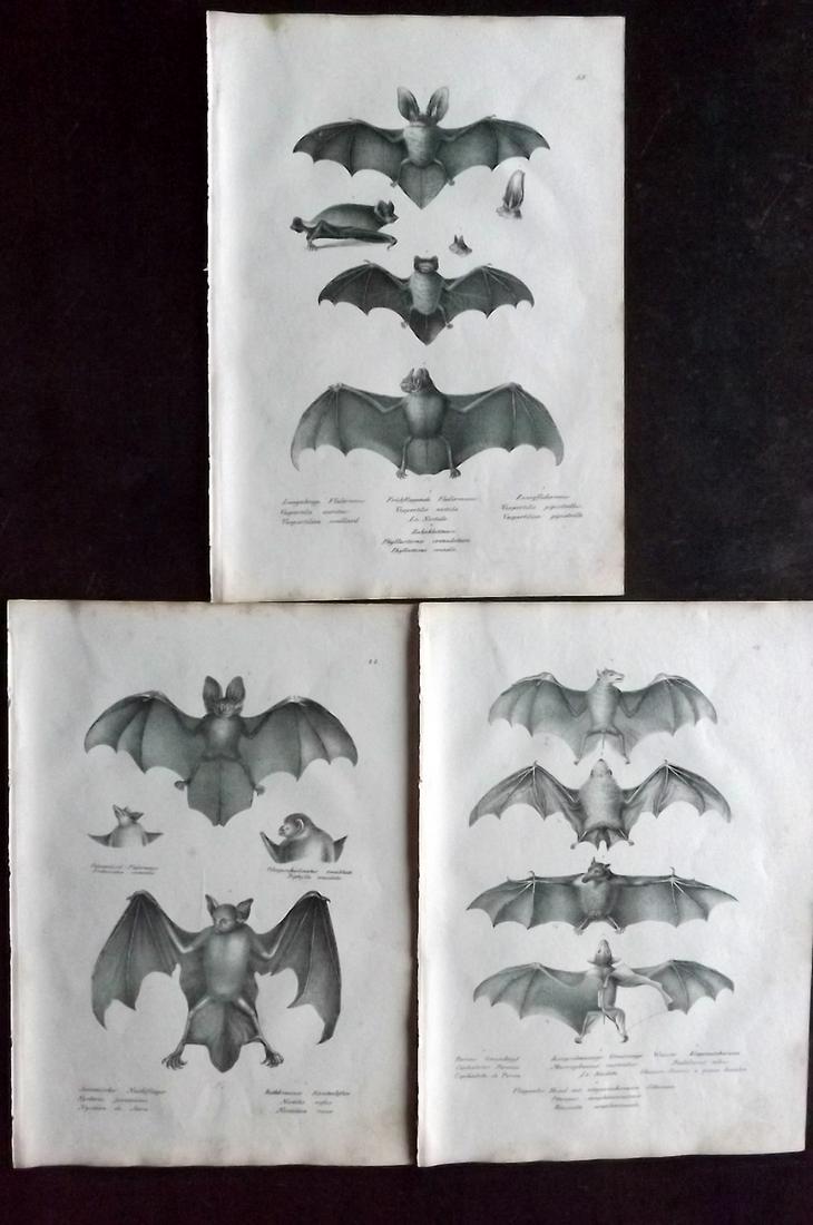 Schinz & Brodtmann 1827 Lot of 3 Folio Prints. Bats (1 of 2)