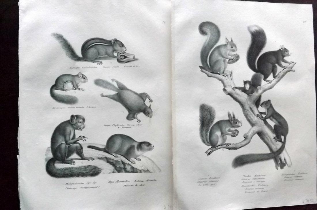 Schinz & Brodtmann 1827 Pair Prints. Squirrels etc (1 of 2)