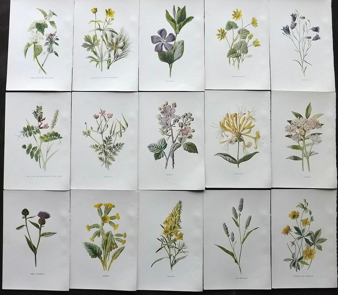 Hulme, Edward C1900 Lot of 15 Botanical Prints (Wild) (1 of 2)