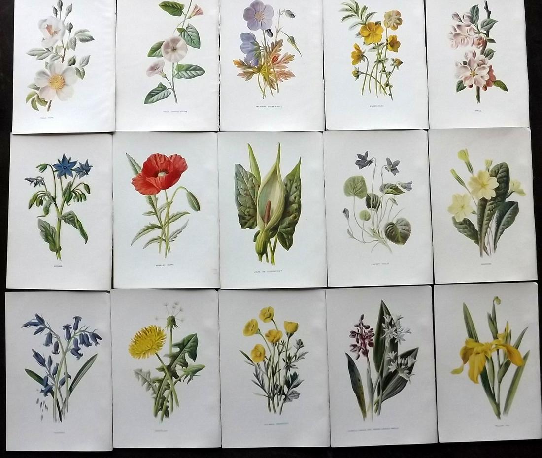 Hulme, Edward C1900 Lot of 15 Botanical Prints (Wild) (1 of 2)