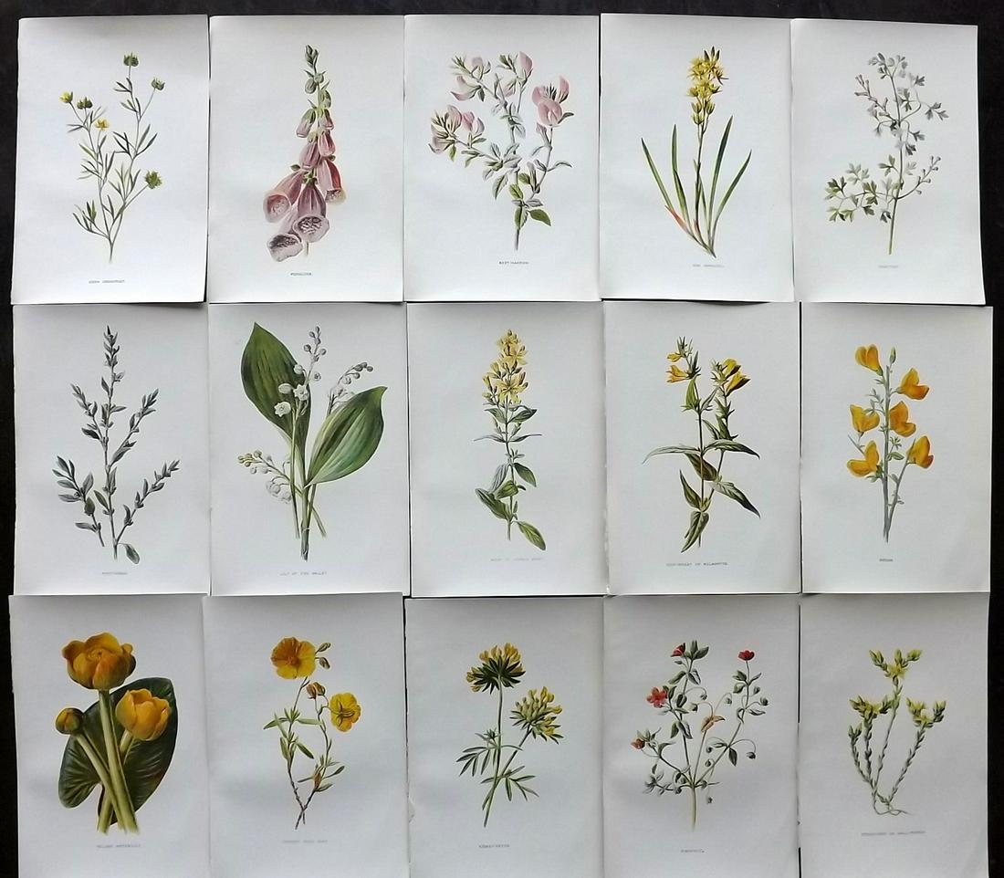 Hulme, Edward C1900 Lot of 15 Botanical Prints (Wild) (1 of 2)