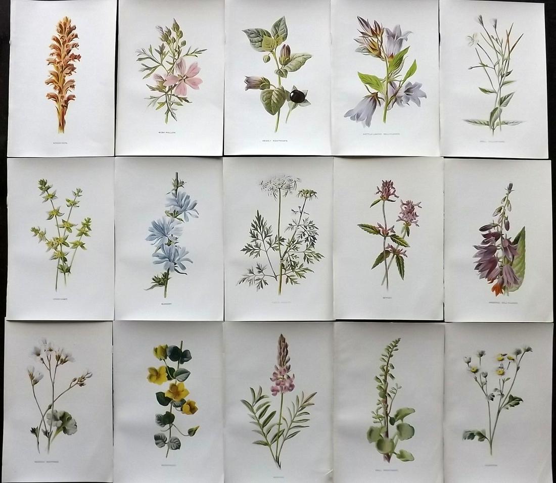 Hulme, Edward C1900 Lot of 15 Botanical Prints (Wild) (1 of 2)