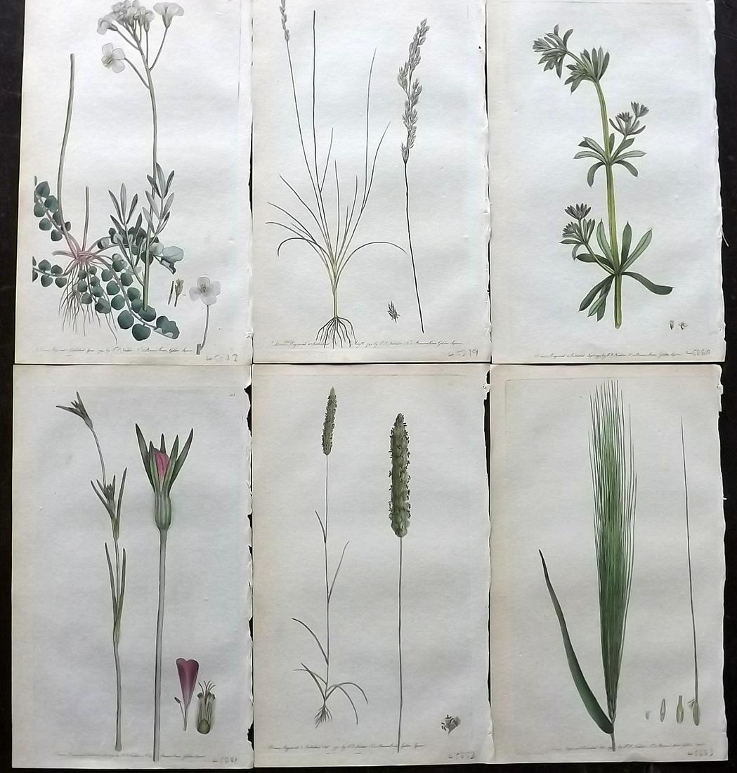 Martyn, Thomas 1792 Lot of 6 Hand Col Botanical Prints (1 of 2)