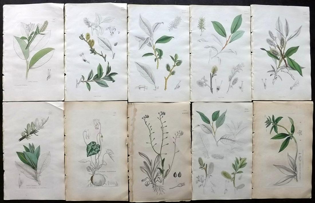Sowerby, James 1846 Lot 10 Part HCol Botanical Prints: Partial Hand Coloured Etchings only (As issued) Published London, 1832-46 for "English Botany; or, Coloured Figures of British Plants…" Second Edition by James Sowerby and Edward Smith. Paper Size: 