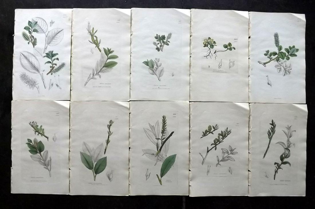 Sowerby, James 1846 Lot 10 Part HCol Botanical Prints: Partial Hand Coloured Etchings only (As issued) Published London, 1832-46 for "English Botany; or, Coloured Figures of British Plants…" Second Edition by James Sowerby and Edward Smith. Paper Size: 