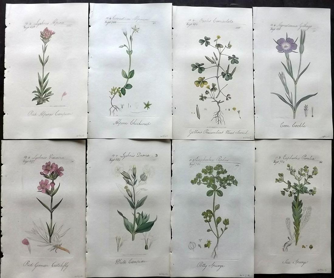 Sowerby, James C1800 Lot of 8 HC Flowering Plants (1 of 2)