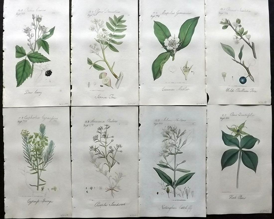 Sowerby, James C1800 Lot of 8 HC Flowering Plants (1 of 2)