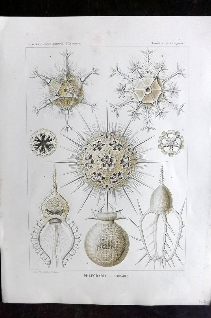 Haeckel, Ernst 1901 Folio Print. Phaeodaria 01 (1 of 1)