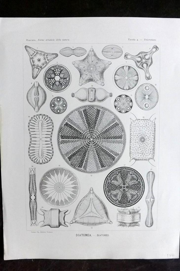 Haeckel, Ernst 1901 Folio Print. Diatome 04: Folio Lithograph Published 1901, Turin for "Forme Artistiche della Natura" First Italian Edition of "Kunstformen der Natur" (Art Forms of Nature) by Prof. Dr. Ernst Haeckel. With accompanying Italian