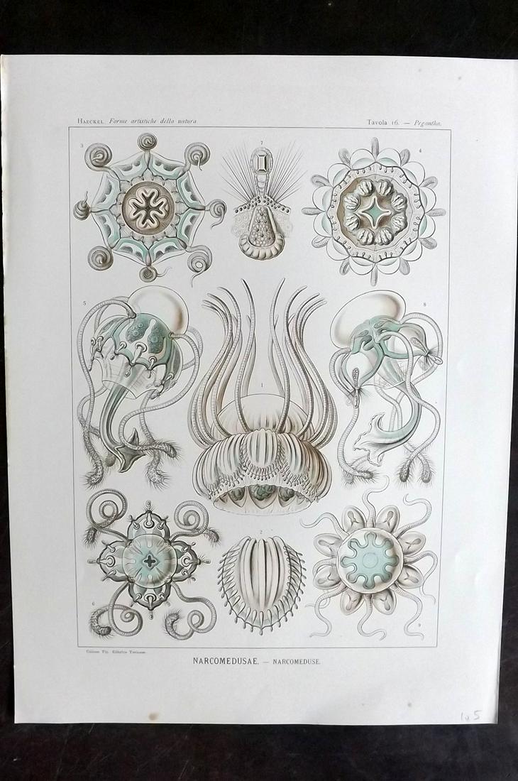 Haeckel, Ernst 1901 Folio Print. Narcomedusae 16 (1 of 1)