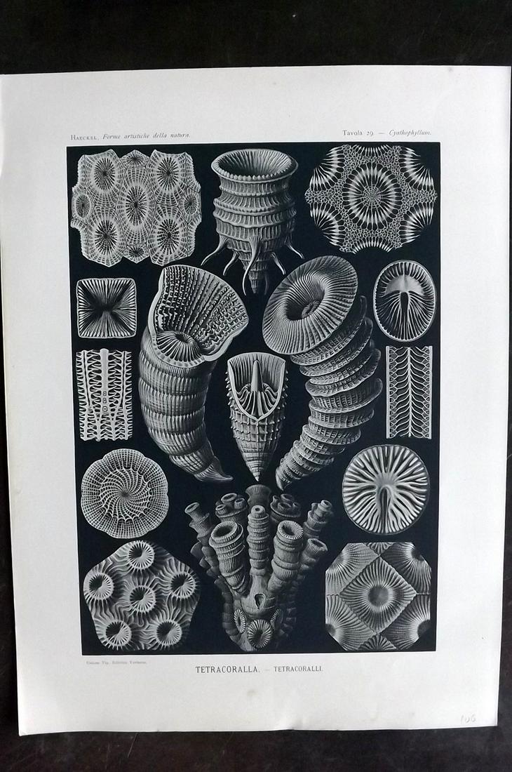 Haeckel, Ernst 1901 Folio Print. Tetracoralla 29: Folio Lithograph Published 1901, Turin for "Forme Artistiche della Natura" First Italian Edition of "Kunstformen der Natur" (Art Forms of Nature) by Prof. Dr. Ernst Haeckel. With accompanying Italian